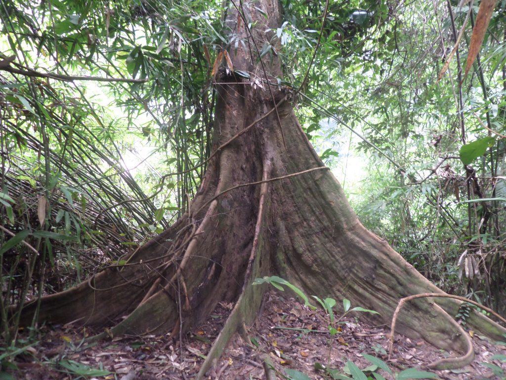 A tree in Taman Negara