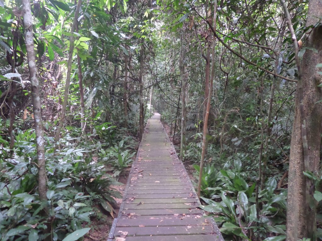 Trail in Taman Negara