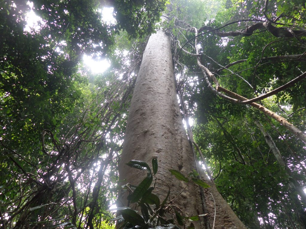 Tree in Taman Negara