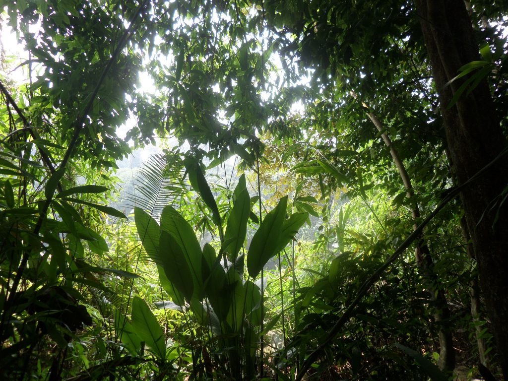 Jungle scene in Taman Negara