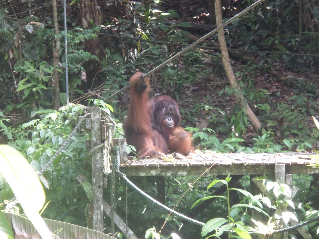 Orangutan in Semenkog Sanctuary