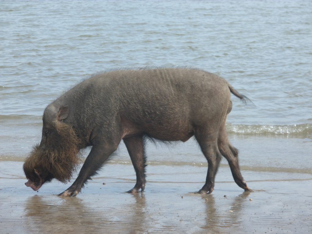 Borneo bearded pig on the beach at Bako