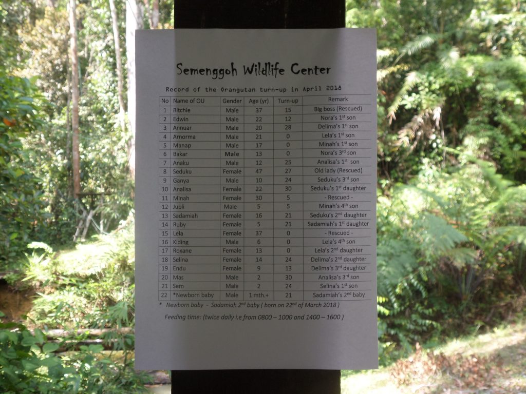 Semenggoh - names of orangutans