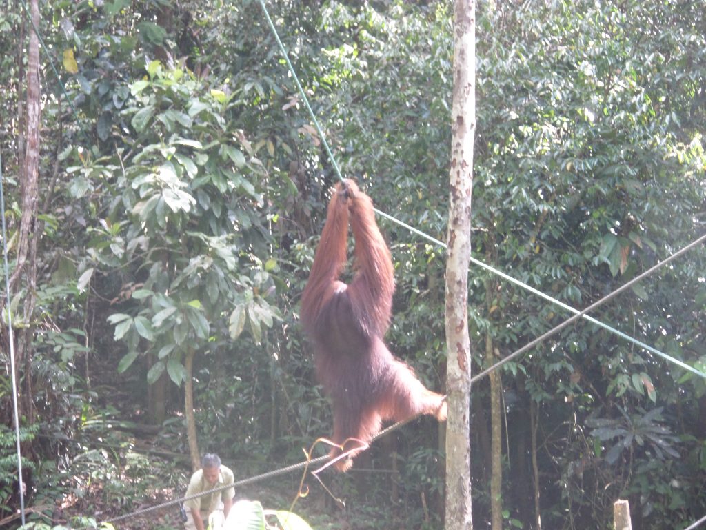 Orangutans at Semenggoh