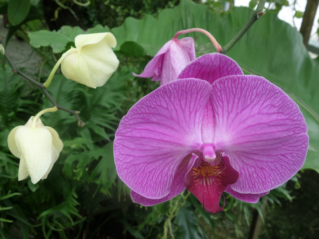 Orchid garden, Kuching