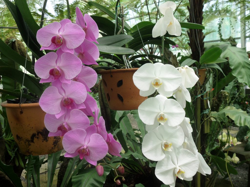 Orchid garden, Kuching