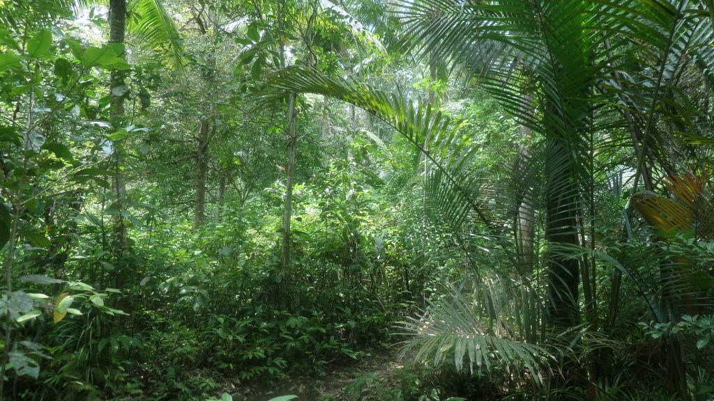 Siberut jungle
