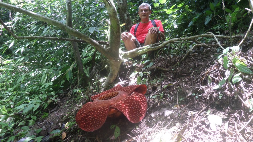 Rafflesia near Bukittinggi, Sumatra and me