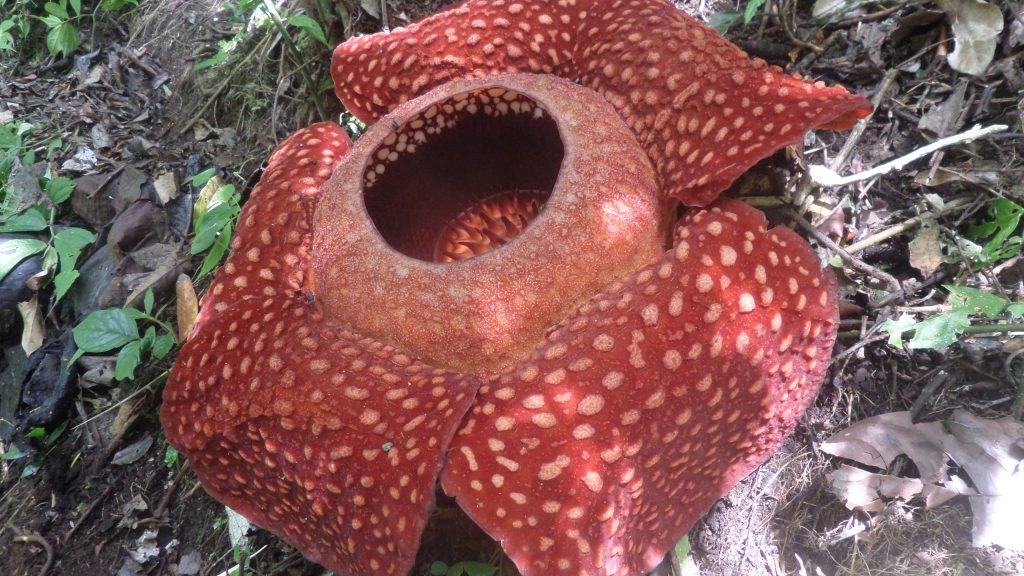 Rafflesia near Bukittinggi, Sumatra